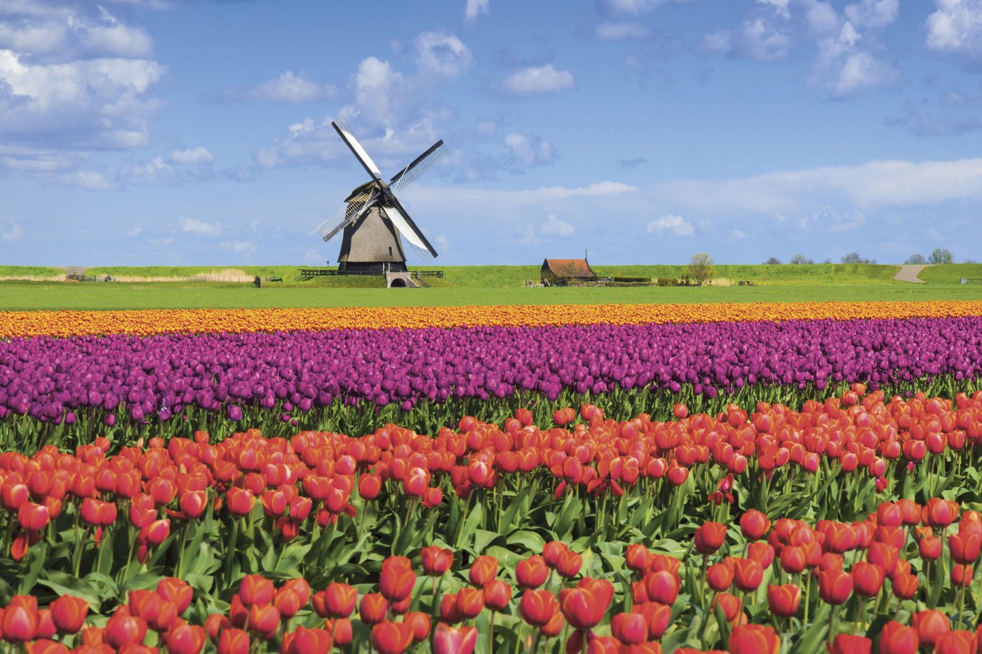 Two guests holding a Mah Jongg card in the Keukenhof gardens